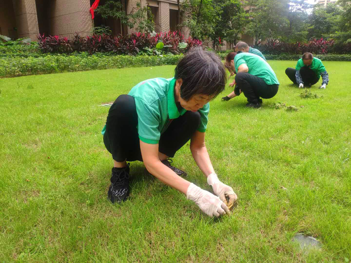 小區綠化養護草坪的養護