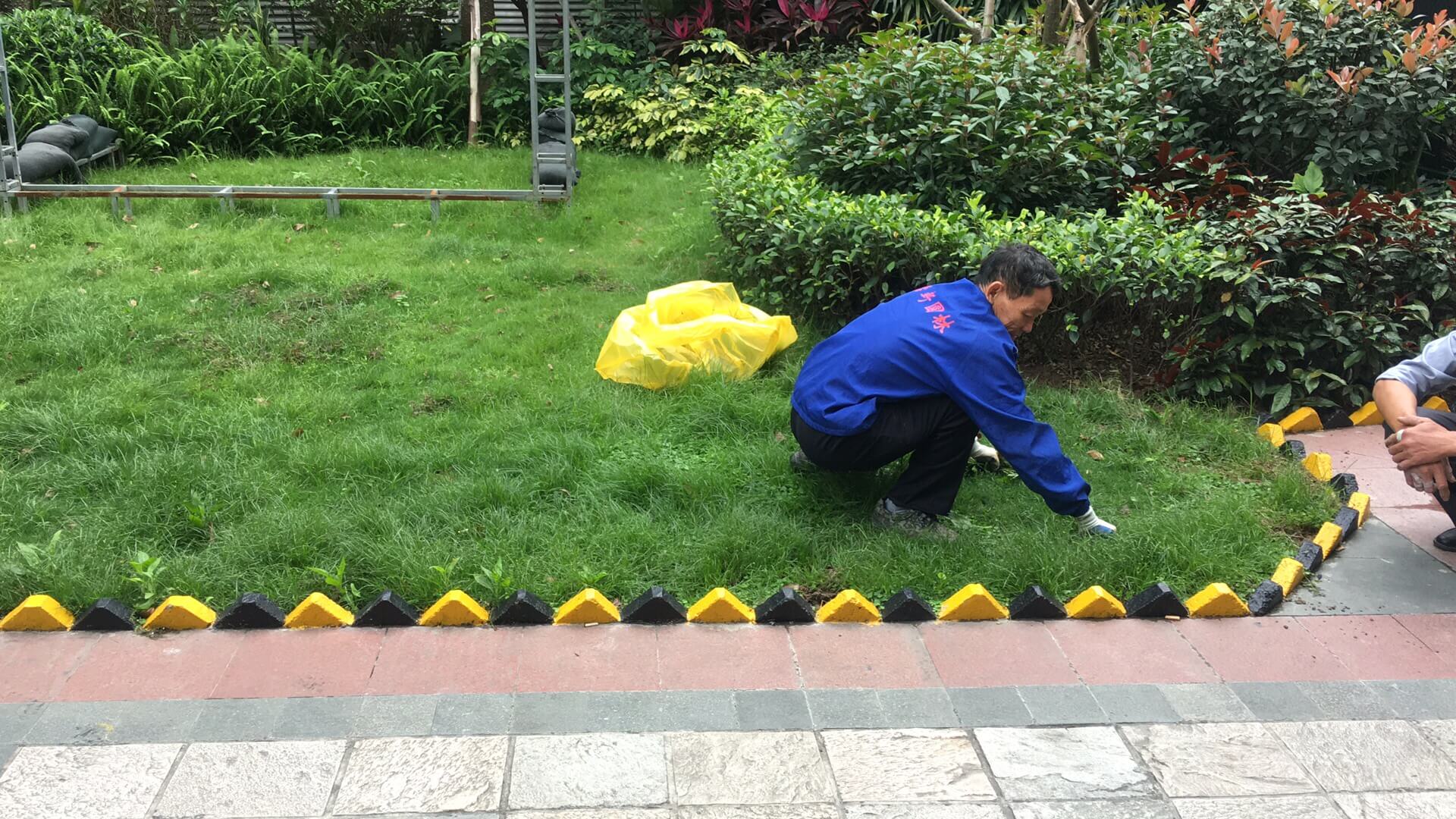 綠化養護草坪的植被養護