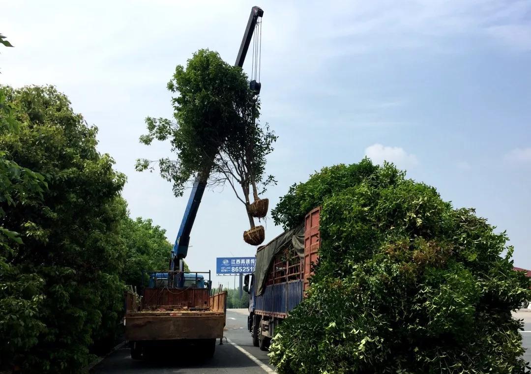 綠化苗木移植運輸