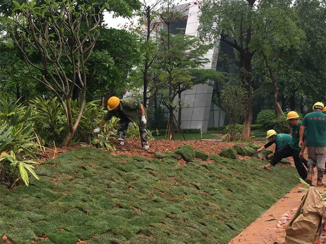 園林綠化工程草坪的建植