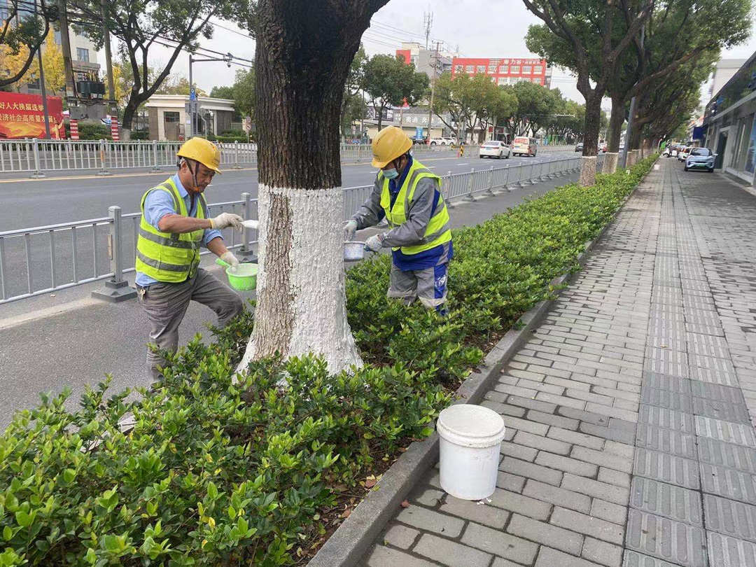 園林綠化養(yǎng)護(hù)苗木涂白