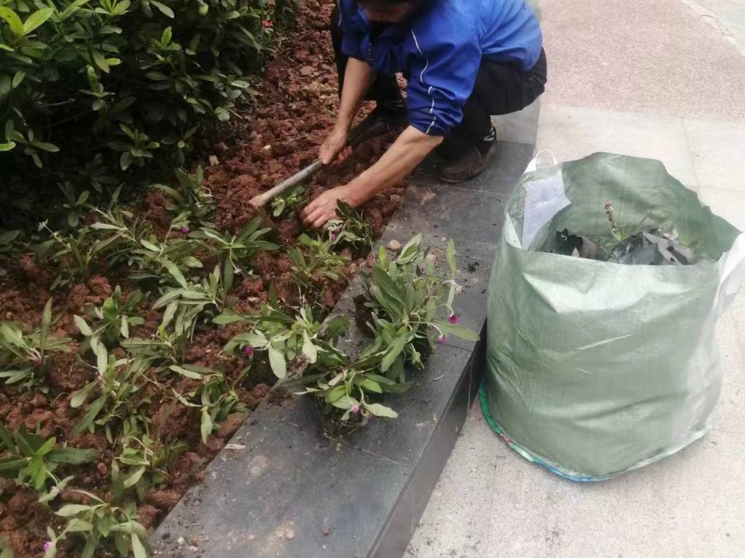 四月份園林綠化養(yǎng)護補植工作