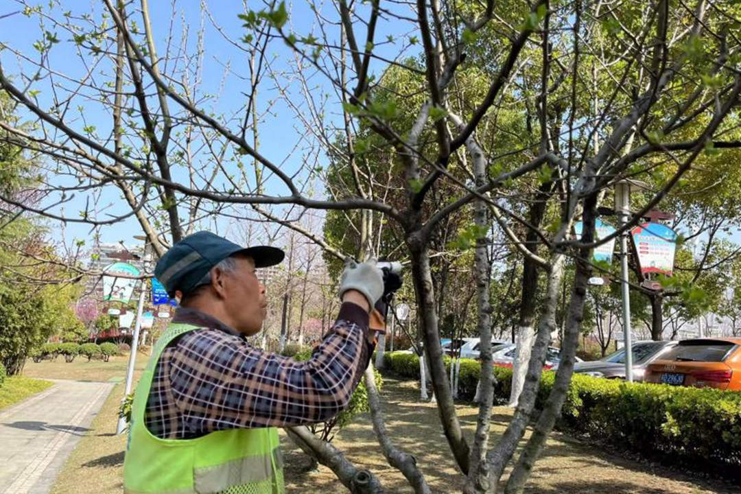 春節前的園林綠化養護主要工作安排